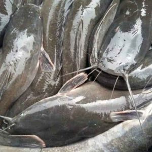 CATFISH FISH (per kg)